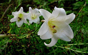 入場只要10元！歡慶原民日3大森林遊樂區推限時優惠