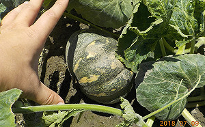 台中畜牧廢水再利用  轉化有機肥灌溉作物有成