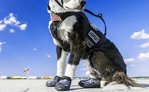 蝦米 連北極都32度!  瑞士警犬要穿鞋防燙傷