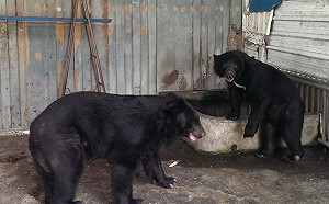 牠們更該被關注！台灣這4種野生動物正瀕臨絕種