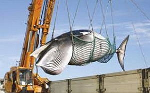 國際責難聲中 日本今恢復中斷31年商業捕鯨