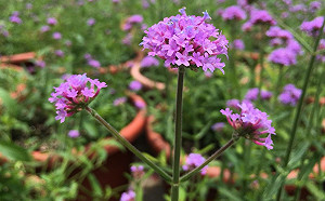 悶熱天氣覺得煩躁嗎？那就到內雙溪賞百花療癒一下吧