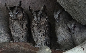 暑假夜貓子來這逛！明起北市動物園周六延長開放至9點