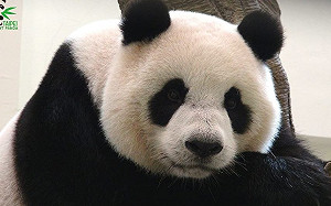 中國贈大貓熊給高雄？陳吉仲：台灣黑熊、石虎更需要關心