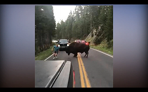 挑釁黃石公園野牛 美1男子被巡守員逮捕