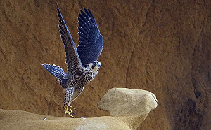 游隼出沒深澳岬角繁殖 守護保育動物人人有責