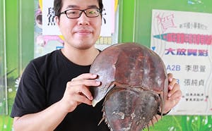 夫妻魚伴你過七夕 共享嘉義縣「鱟」復育成果