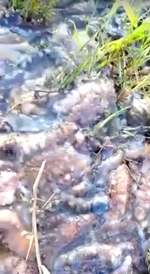 遼寧飆破40度高溫 海參融化養殖戶70億化成水