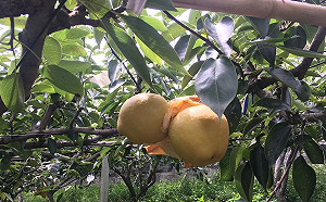 juicy水果在這裡！苗栗水梨前進台北解渴一夏