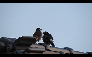 抗憂鬱藥汙染環境  打亂鳴禽求偶  公的少唱歌  母的魅力降