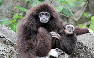 這故事有洋蔥！長臂猿「阿寶」父代母職照顧「比波」