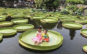 錯過不再有！高溫影響雙溪公園乘坐大王蓮最後一年舉辦