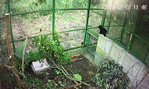 等不到母熊 落單小黑熊直升機送特生中心