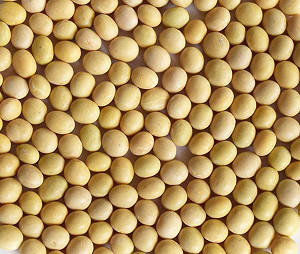 中國需求太大 縱有貿易戰仍得買美黃豆