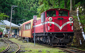 達人帶路！阿里山森林療癒體驗報名要快