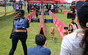 毛寶貝也要愈動愈健康！新北寵物運動會熱鬧登場
