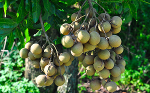 保障荔枝、龍眼收成！農委會推「荔枝椿象」區域防治