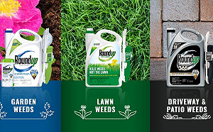 不服法院判賠89億 孟山都堅稱「年年春」安全將上訴