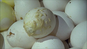 新竹市衛生局抓到蟲蟲蛋　承諾會維護民眾食安