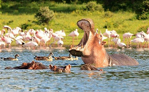 禍不單行？台旅行團遭河馬攻擊1死1傷後續又遇車禍15傷