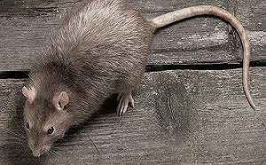 阿Sir說sorry! 抓老鼠不會掛餌 男子打110求助