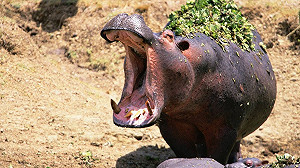 台旅行團遭肯亞河馬攻擊又遇車禍15傷  外交部：已提供各項協助