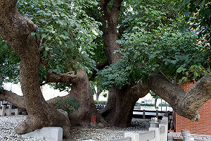 保護茄苳樹王  中市府邀樹醫團隊3D健檢