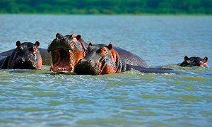 殺人者死! 肯亞咬人河馬遭射殺 網友 : 人類才可怕