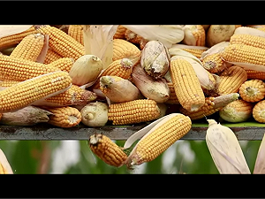 中國東北持續乾旱！與美大打貿易戰大豆玉米卻不給力