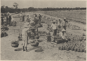 百年鳳梨工廠建築修復   述說鳳梨產業輝煌年代