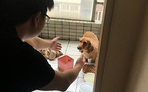 打罵毛小孩！不當管教小心引來動保法懲處