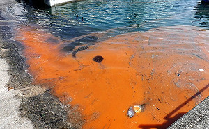 佛羅里達嚴重紅潮危機！1月海灘屍體逾百噸