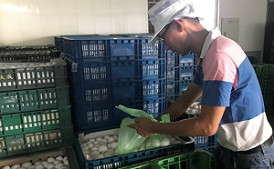 鴻陞蛋品驗出沙門氏菌  台中食安處重罰30萬