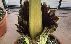 加州圖書館怪花味道如屍 吸引大批訪客聞臭