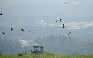 瀕臨滅絕的調查！從黑鳶中毒線索揭開大毒殺的年代