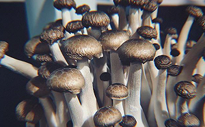 預防糖尿病有新撇步？美食品期刊：每天吃85克洋菇就OK