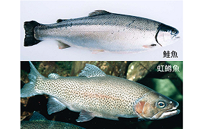 指鱒為鮭？上海召開討論會避免不良商家混淆