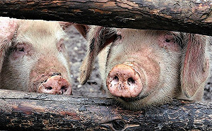 堵非洲豬瘟 帶生肉入境罰最高額1.5萬元