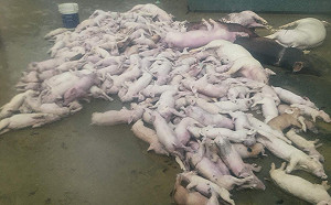 暴雨襲台農損慘重！嘉義縣至少淹死4000隻豬、20萬隻雞