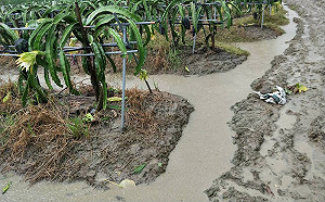 豪雨不斷農損不停  屏東縣損失估277萬