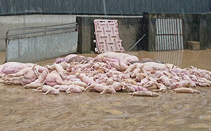 大雨侵襲重創農業！嘉義縣首當其衝