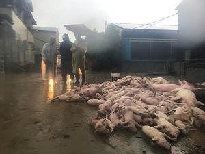 嘉義遭暴雨強襲  張花冠：大潮助長排水無力