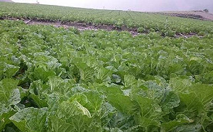 菜價今上漲16.3%！農糧署：中南部豪雨加上中元節休市所致