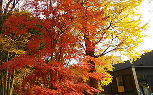 日本持續高溫  楓葉可能較往年晚轉紅