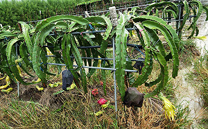 災損救助從簡從速！農委會：災害救助金9月底前完成發放