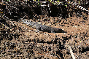 非法移民船攔淺澳洲鱷魚河  20餘人生死未卜