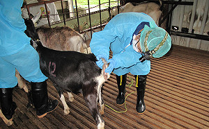 有認證才保障！八月新北184頭乳羊結核病陰性反應全合格