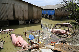 豪雨席捲南台灣農損衝破5億  嘉義縣超過4億最嚴重