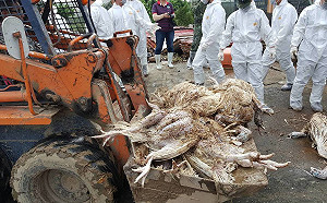 豪雨成災！台南禽畜兩天清運84萬隻