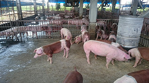 中國爆發非洲豬瘟第5例  防檢局：加強邊境管理  旅客勿至疫區參訪